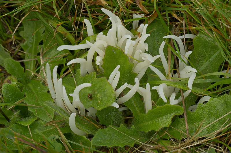 Clavaria fragilis